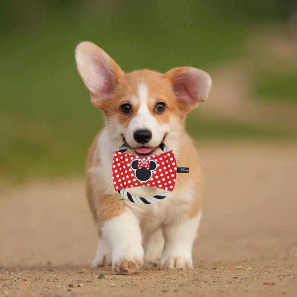 Cuerda dental en disco para perros - Minnie