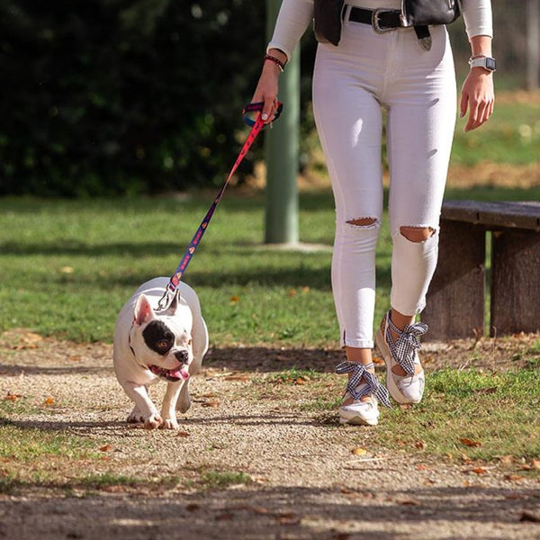 Correa para perros - Superman